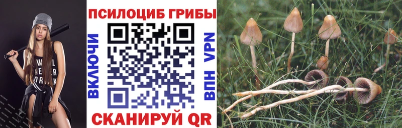 Псилоцибиновые грибы Cubensis  Фатеж 